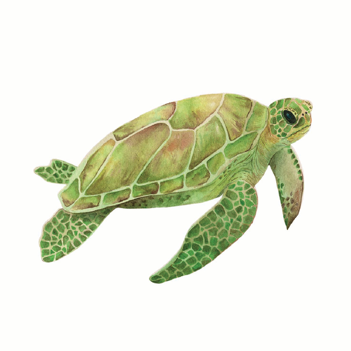 Watercolour Greeting Card - Turtle Blank