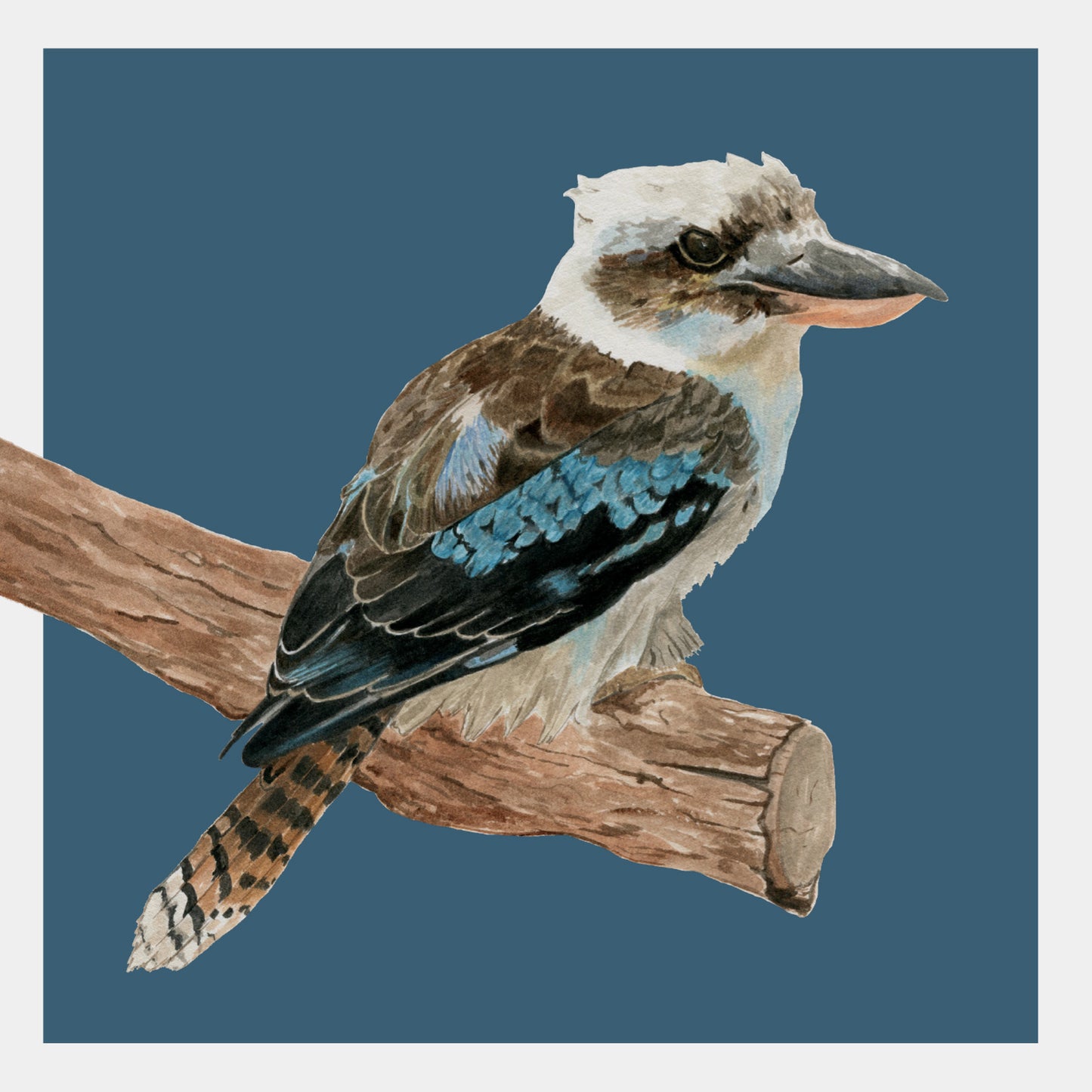 Watercolour Greeting Card - Kookaburra