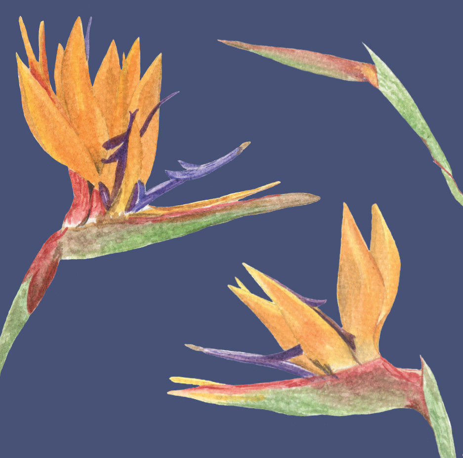Watercolour Greeting Card - Birds of Paradise