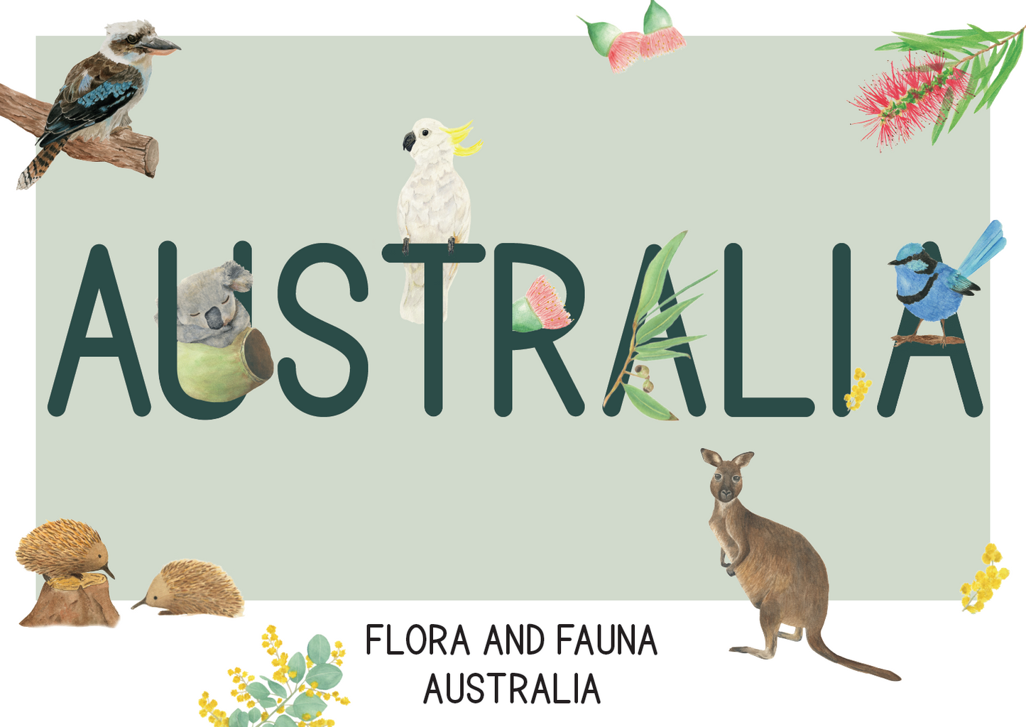 Postcard - Australian Flora and Fauna